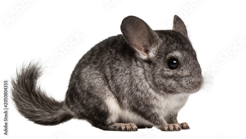 Bild auf Leinwand Chinchilla rodent with soft grey fur and white belly