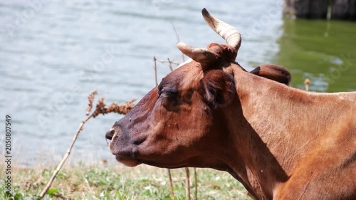 A red cow with horns chews food and rests near the water on a sunny day
