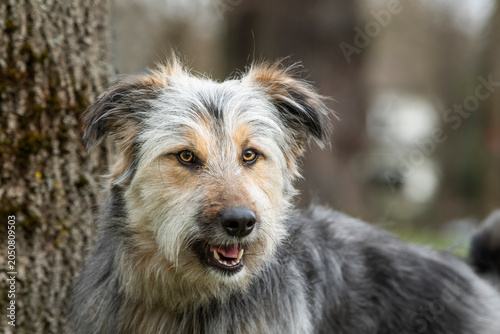 Großer Mischlingshund im Herbst