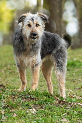 Großer Mischlingshund im Herbst