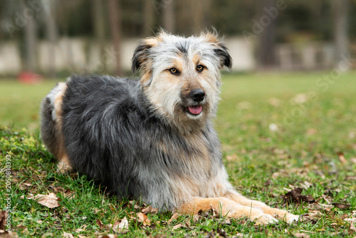 Großer Mischlingshund im Herbst