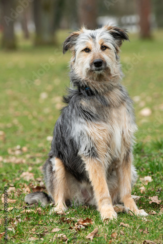 Großer Mischlingshund im Herbst