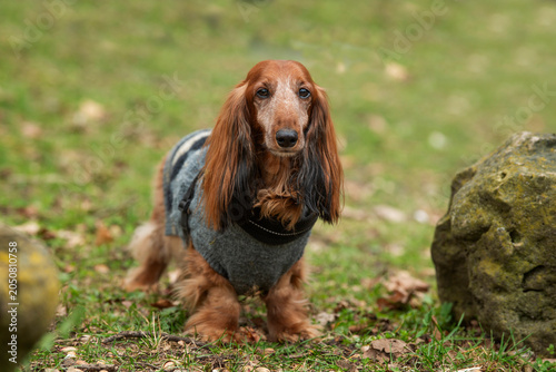 Älterer Dackel mit Hundemantel