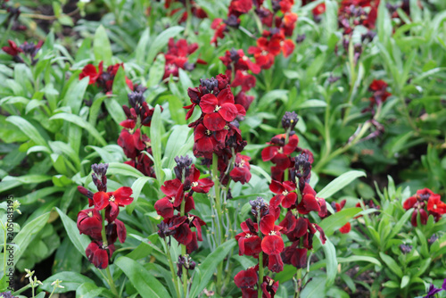Photos Wallflower Flower 'Brown Bedder'