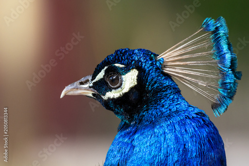 Portrait of Male Peacock – Colorful Bird with Vibrant Blue Plumage (Pavo cristatus)