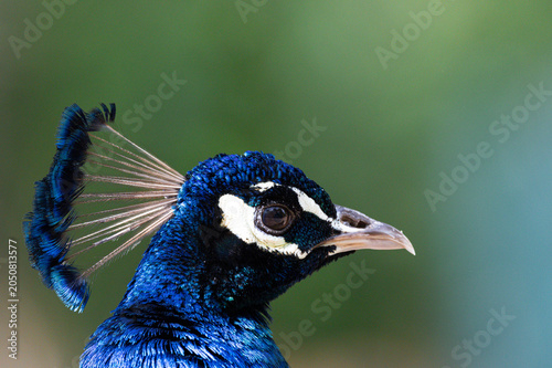 Portrait of Male Peacock – Colorful Bird with Vibrant Blue Plumage (Pavo cristatus)