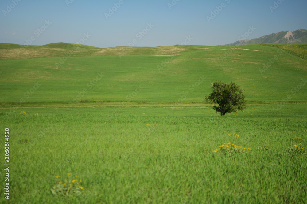 Obraz premium Solitary tree amidst vast green fields under a clear blue sky with distant rolling hills and sparse yellow wildflowers dotting the landscape on a sunny day.