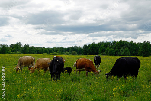 Foto A herd of cows grazing in a lush green meadow is a typical scene in pastoral landscapes