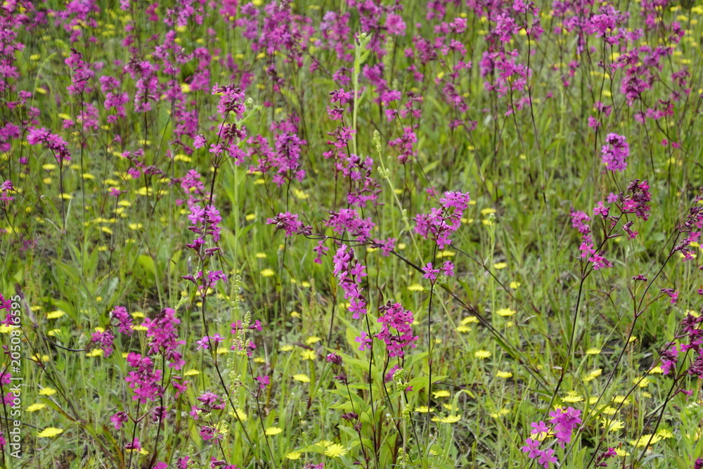 Obraz premium Pictured is Viscaria vulgaris, commonly known as sticky campion. It is a flowering plant in the carnation family (Caryophyllaceae). It is distinguished by its vibrant purple-pink flowers