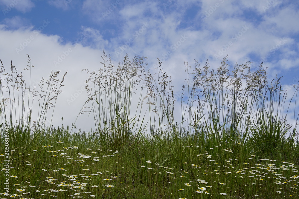 Obraz premium A field of tall wild grasses and wildflowers against a blue sky. These grasses are often found in meadows or used for hay, possibly including species such as orchardgrass or fescue.