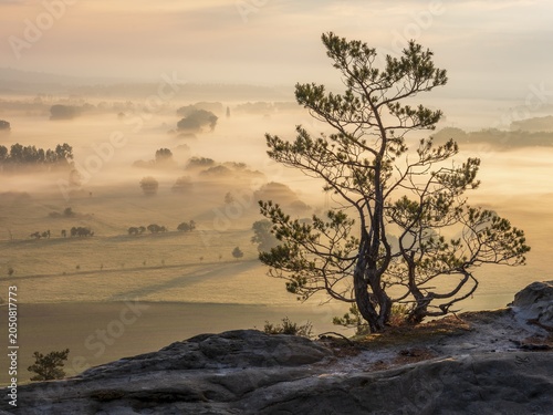 Stunted pine tree at the Teufelsmauer, view of the Harz foreland in morning light and morning fog, Timmenrode, Blankenburg (Harz), Saxony-Anhalt, Germany