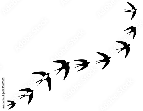 Flock of swallows flying in formation vector illustration, minimal continuous line art drawing of migratory birds group in flight isolated on white background