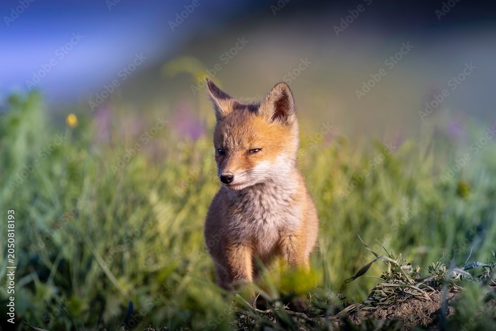 Naklejka premium cute fox cub portrait in meadow grass
