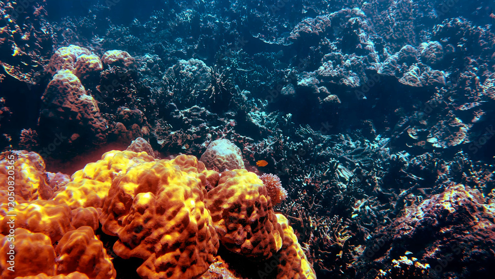 Obraz premium Sunlight Illuminating Vibrant Hard Coral Reef in Palau Underwater
