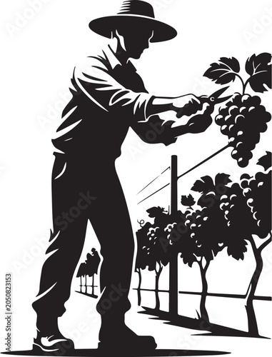 Man cutting grapes from vine with hat