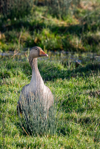 Greylag googe posing in grass