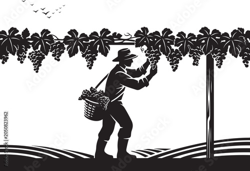 Man picking grapes from trellis with basket farmer vineyard