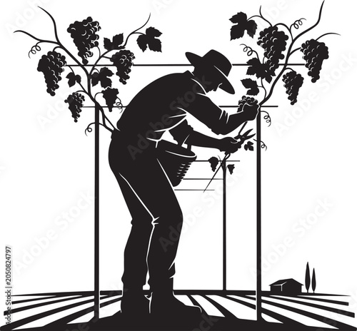 Man pruning grapevine with hat and basket