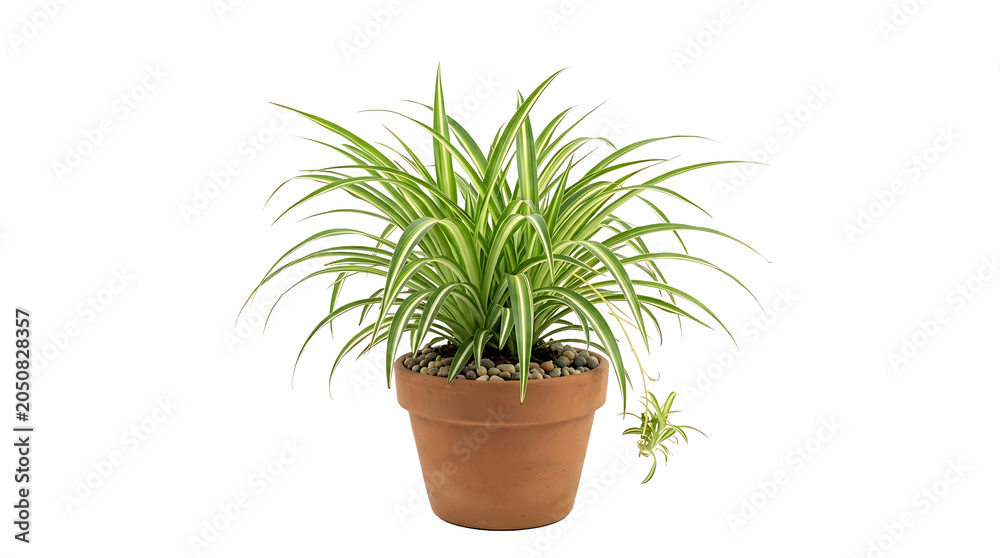 Fototapeta premium Spider plant in terracotta pot isolated on transparent PNG background, decorative indoor houseplant for home, office, and botanical design