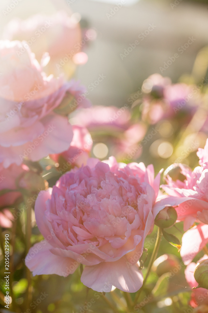 Fototapeta premium Beautiful, lush peonies in the garden on a summer evening
