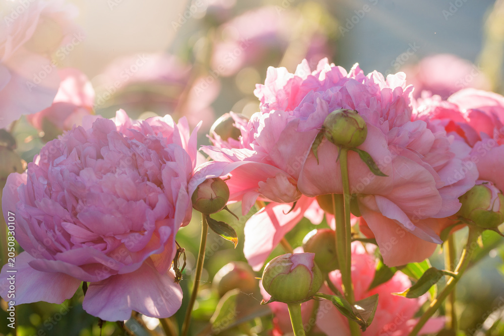 Fototapeta premium Beautiful, lush peonies in the garden on a summer evening
