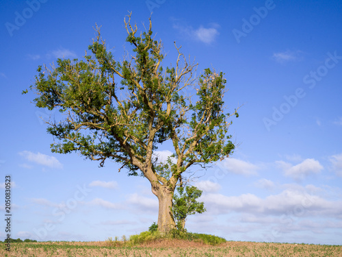 Gemeine Esche,Fraxinus excelsior