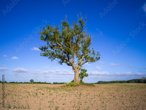 Foto Gemeine Esche,Fraxinus excelsior