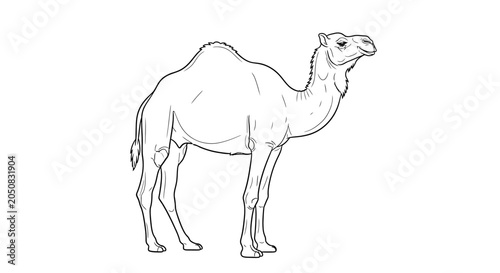 Detailed drawing of a camel standing.