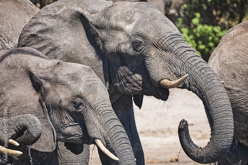 Elephants watering on the river banks in Chobe National Park in Botswana