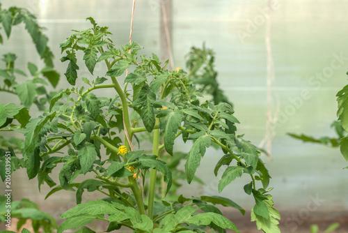 Canvastavla Green tomatoes ripen in a greenhouse in summer.