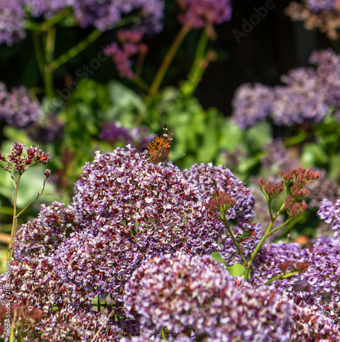Purple Flower Clusters Blooming in a Mediterranean Garden