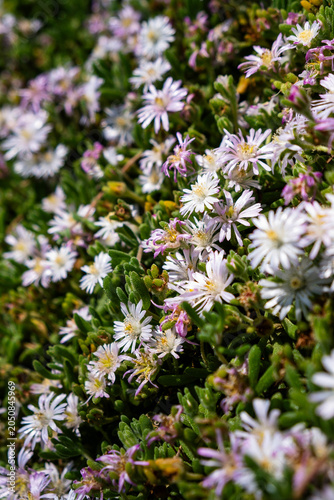 White Daisy-Like Flowers Blooming in a Garden
