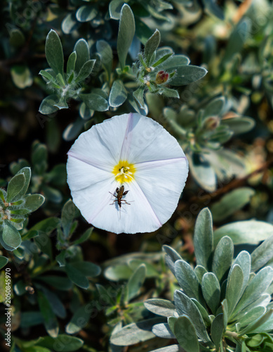 White Flower with Yellow Center on Green Foliage