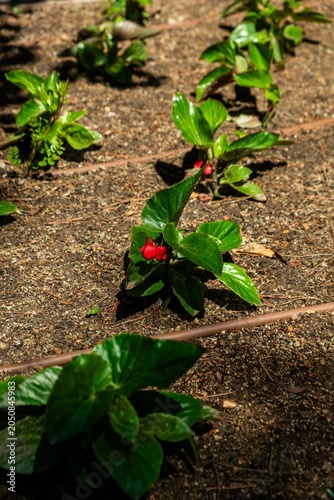 Small Red Flowering Plant Growing in Soil
