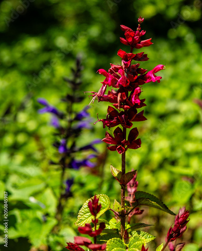 Red Salvia Flower Spike in Garden