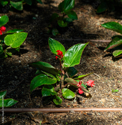 Small Red Flowers Growing Among Green Leaves
