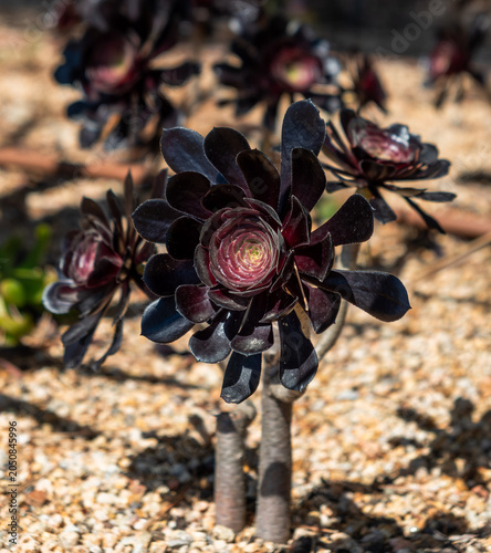 Dark Purple Aeonium Succulent in Garden