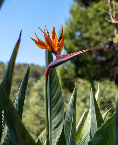 Bird of Paradise Flower in Natural Garden