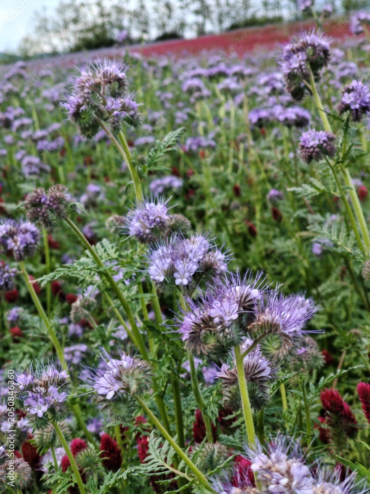 Fototapeta premium Purple Phacelia Flowers in Bloom with Red Clover Meadow in the Background