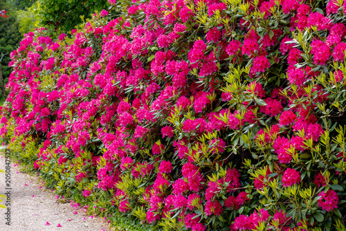 Bild auf Leinwand Selective focus of purple pink flowers in the garden, President Roosevelt is a p
