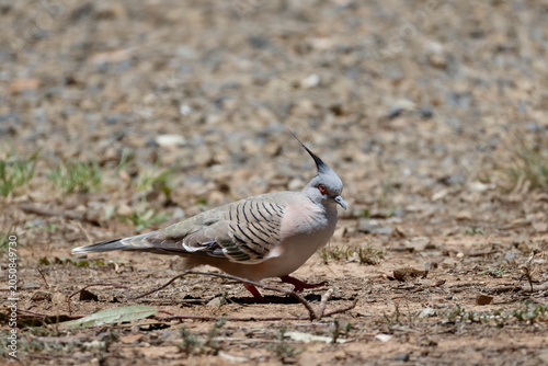 Bild auf Leinwand Crested pigeon Ocyphaes lophotes