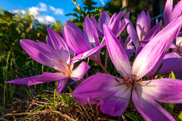 Heads of purple blooming autumn crocus flowers
