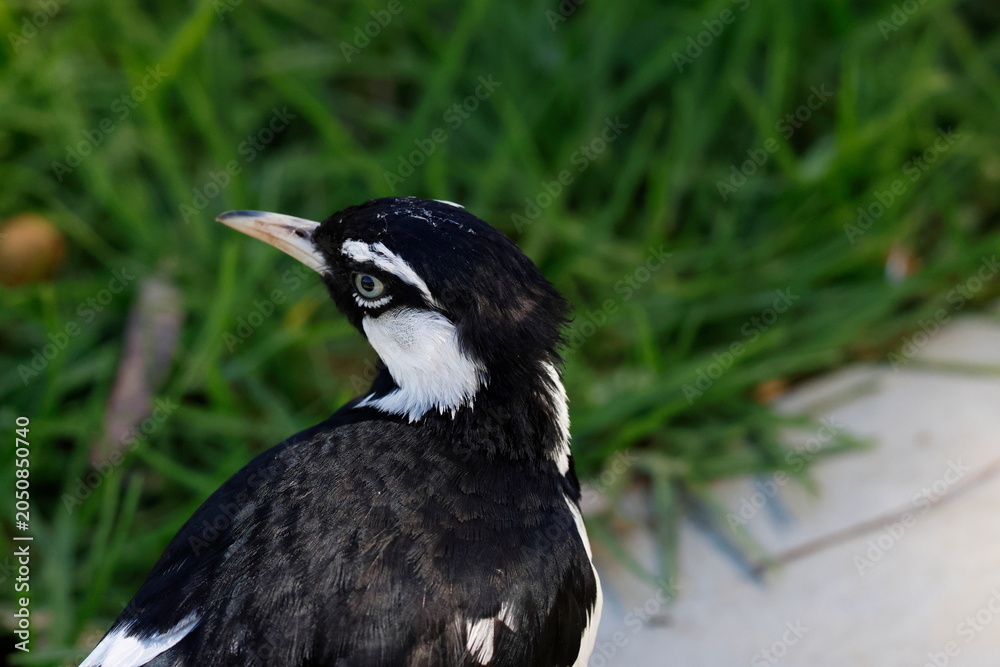 Fototapeta premium Male magpie-lark Grallina cyanoleuca cyanoleuca. Lake Forbes. Forbes. New South Wales. Australia.