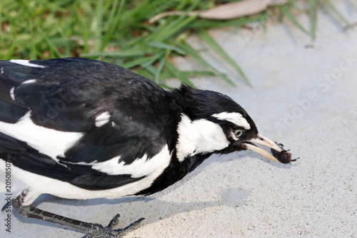 Schilderij op canvas Male magpie-lark Grallina cyanoleuca cyanoleuca with a beetle