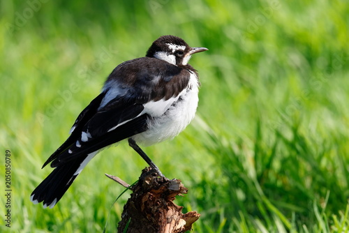 Tableau sur toile Juvenile magpie-lark Grallina cyanoleuca cyanoleuca