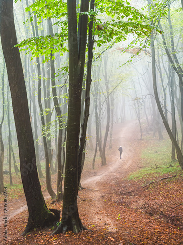 Senior runner training on misty forest trail in Faget woodland, Cluj