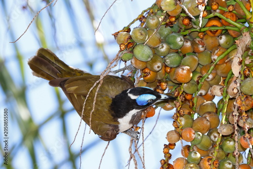Blue-faced honeyeater Entomyzon cyanotis cyanotis feeding on fruits of queen palm. Forbes. New South Wales. Australia.