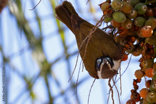 Blue-faced honeyeater Entomyzon cyanotis cyanotis feeding on fruits of queen palm. Forbes. New South Wales. Australia.