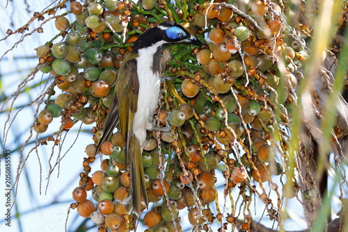 Blue-faced honeyeater Entomyzon cyanotis cyanotis feeding on fruits of queen palm. Forbes. New South Wales. Australia.