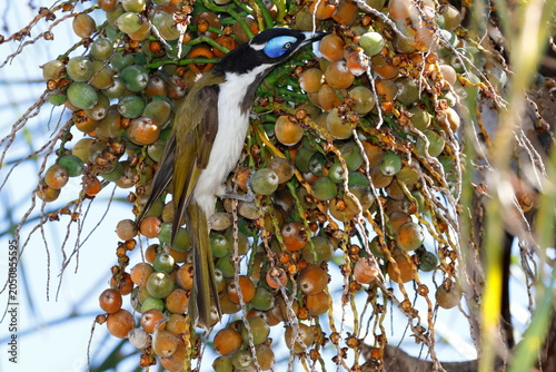 Blue-faced honeyeater Entomyzon cyanotis cyanotis feeding on fruits of queen palm. Forbes. New South Wales. Australia.